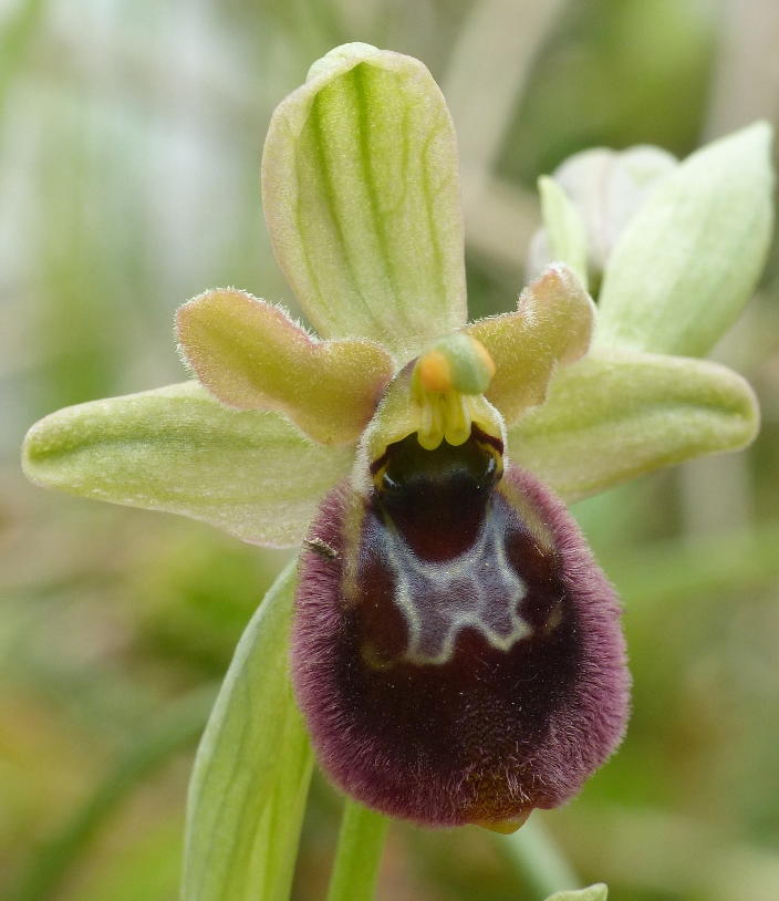 Primi di maggio 2015; alcuni ibridi di Ophrys nel Lazio.